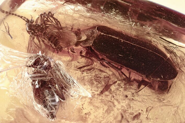 Fossil Barklouse, False Flower Beetle, and Moth Fly In Baltic Amber #335660